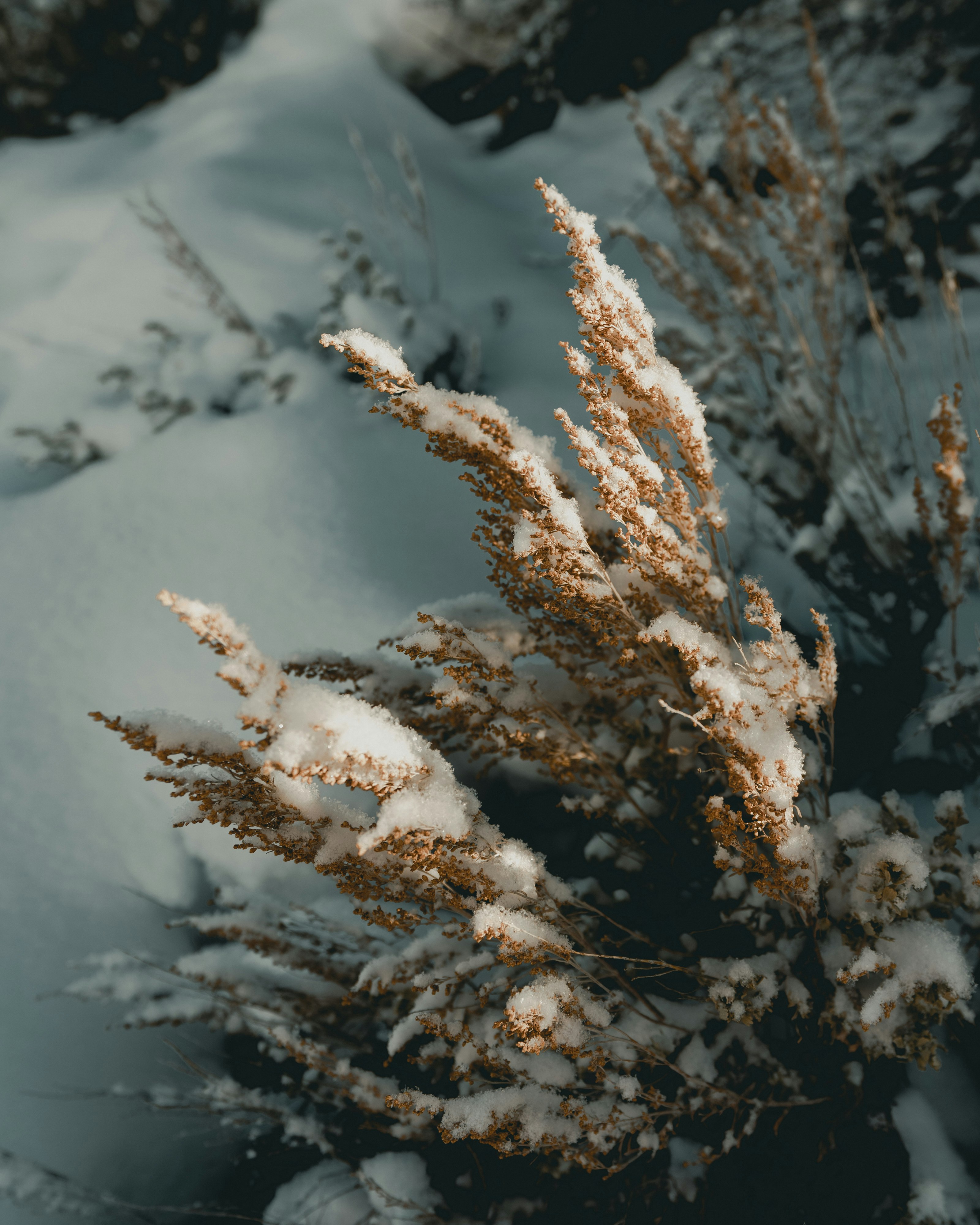 brown plant covered with snow